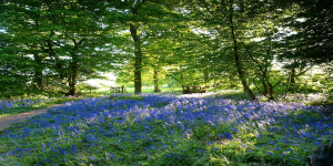 Bluebell Wood