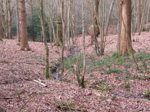 Darchs Wood