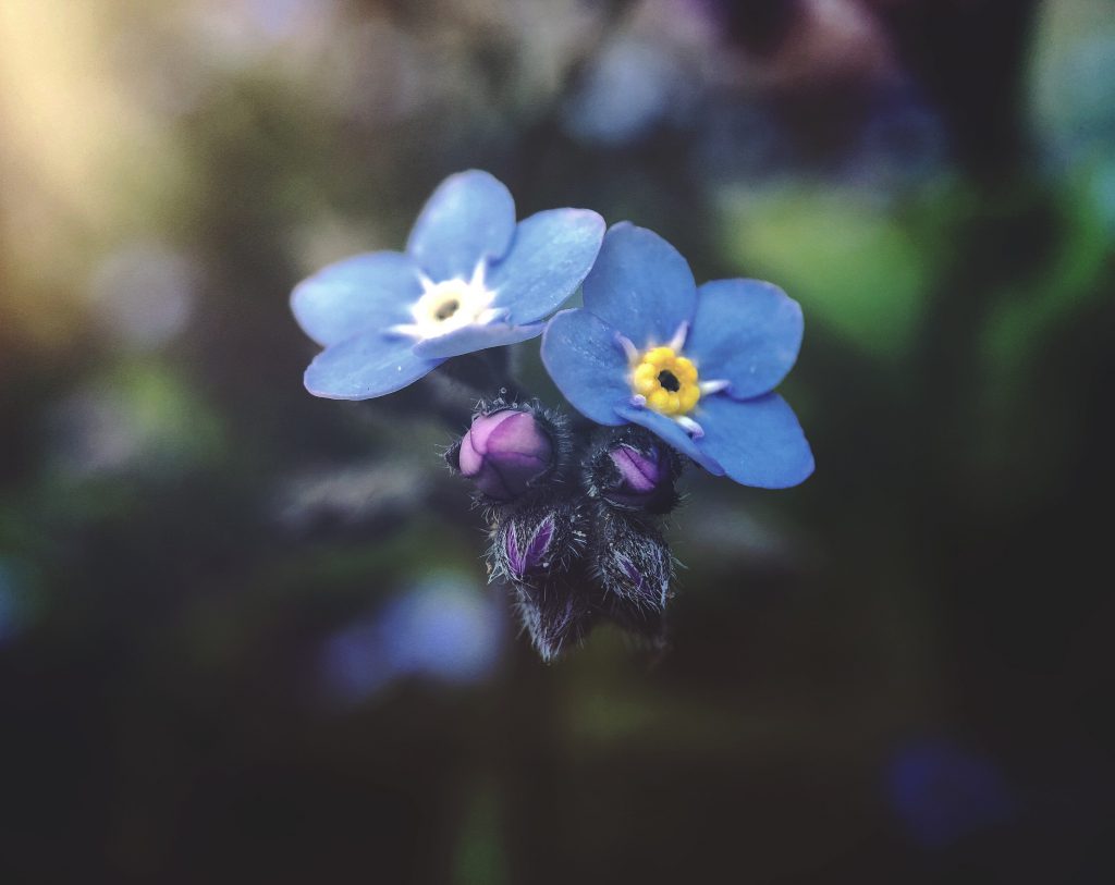 forget-me-nots