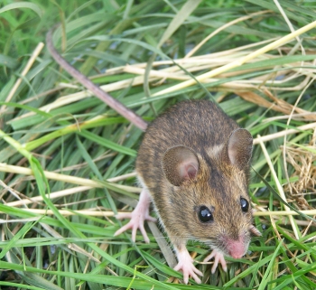 wood mouse